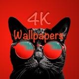 4K Wallpapers | iPhone | Android