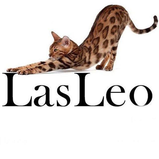Бенгальские котята Бенгалы LasLeo