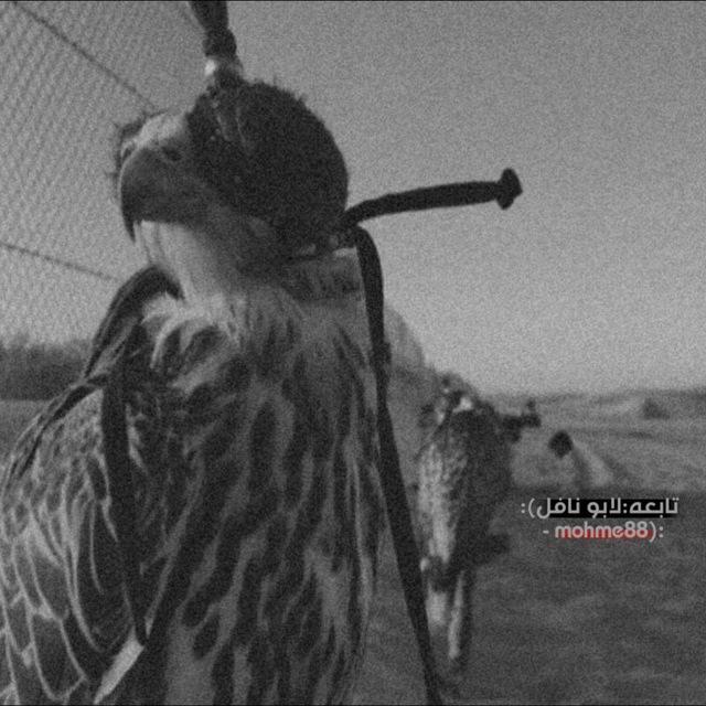 لذكرى:حمودي كارثه