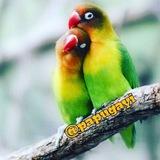 Papugay bozor 🦜