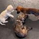 Royal Dachshund puppy breeders