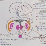 Mbbs University Notes