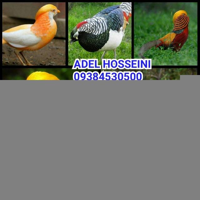 پرندگان زینتی سید عادل حسینی