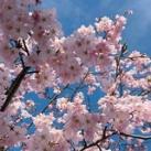Boston🌸