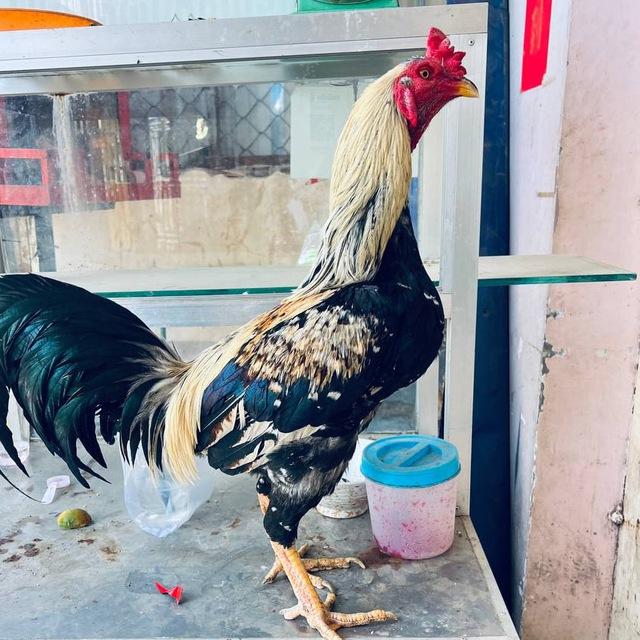 កសិដ្ឋានលក់មាន់ជល់88M