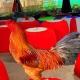 កសិដ្ធាន Kh168