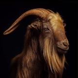 🐐THE GOAT 🐐