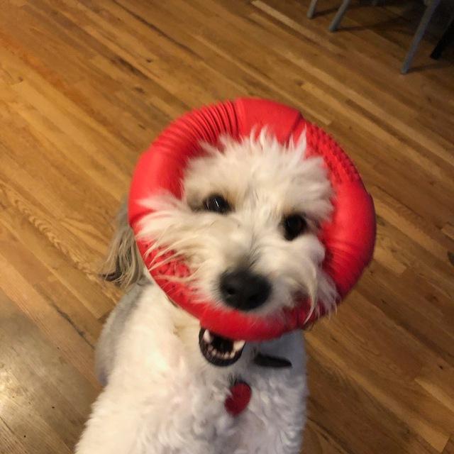 Doggo Digs