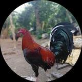 បក្សីផ្ការីកគ្រប់រដូវ🦅