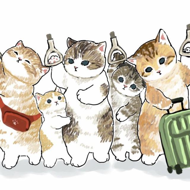 yopta kittens