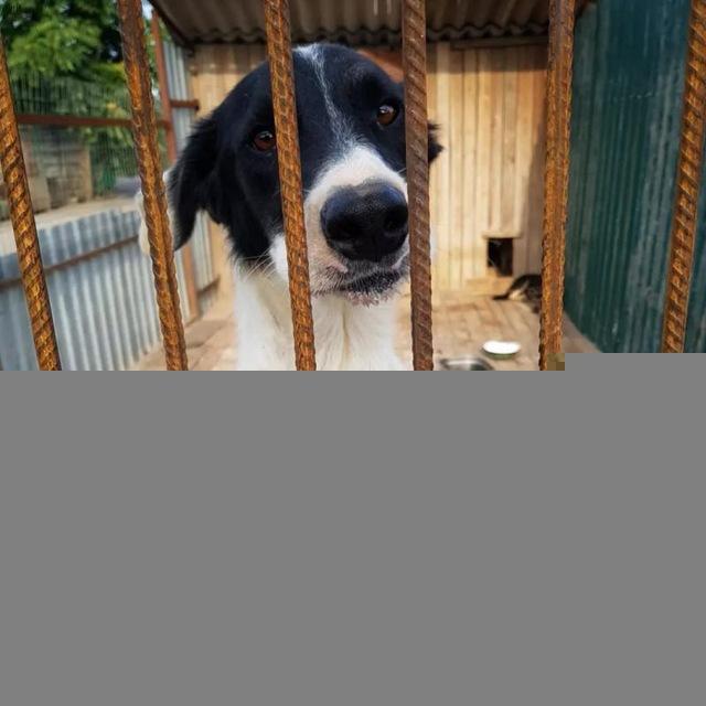 Поможем животным🐕🐈 вместе! Ростов-на-Дону!