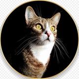 Котямбик😼Локи