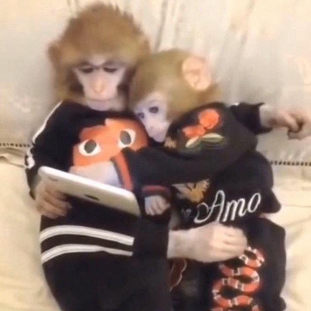 Бибизяны| Стикеры и гиф🙈