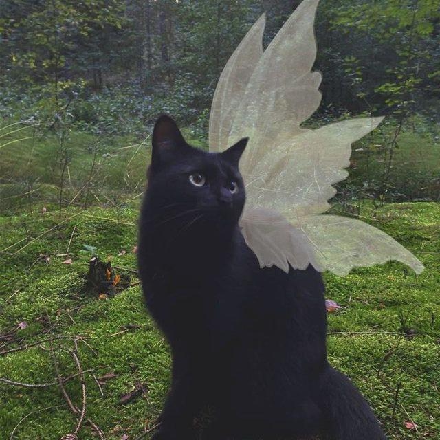 𝙖𝙣𝙜𝙚𝙡 𝙤𝙛 𝙡𝙞𝙛𝙚 ੭* ˚