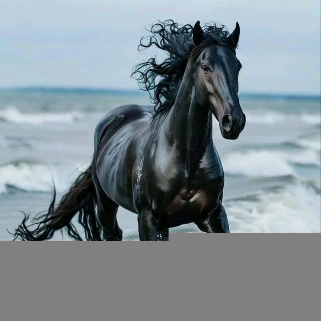 饶北黑马集团