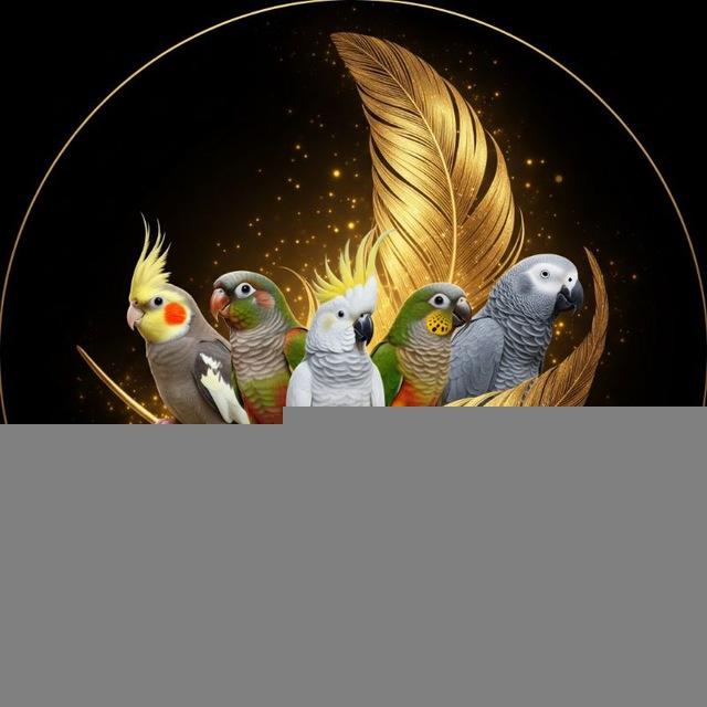 shabaviz_ shiny_birds