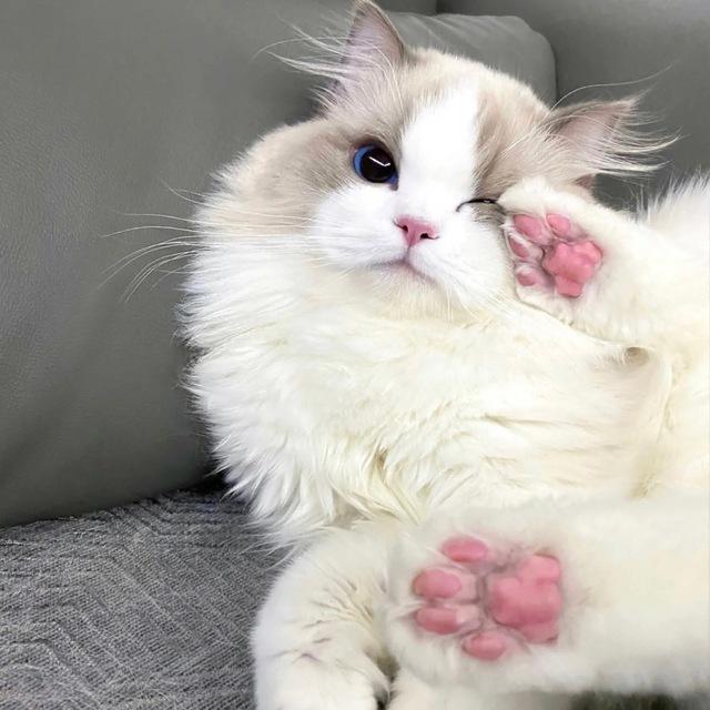 小奶猫滴窝～🧸（成都高升桥）🎀