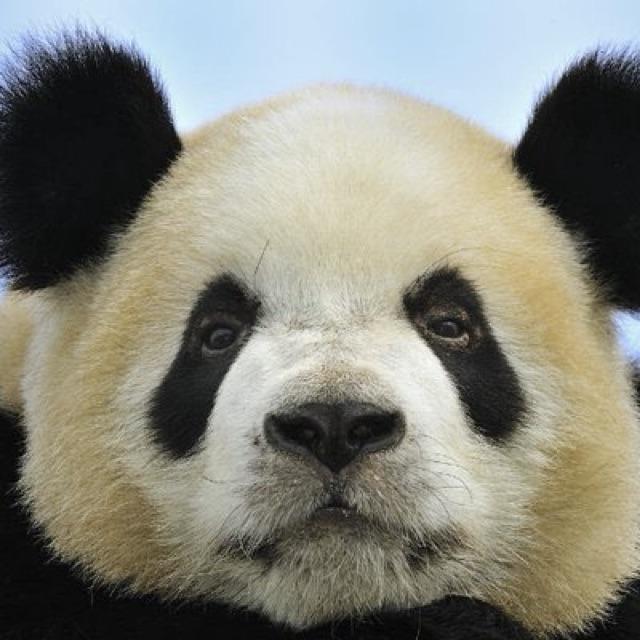 Master Wu
