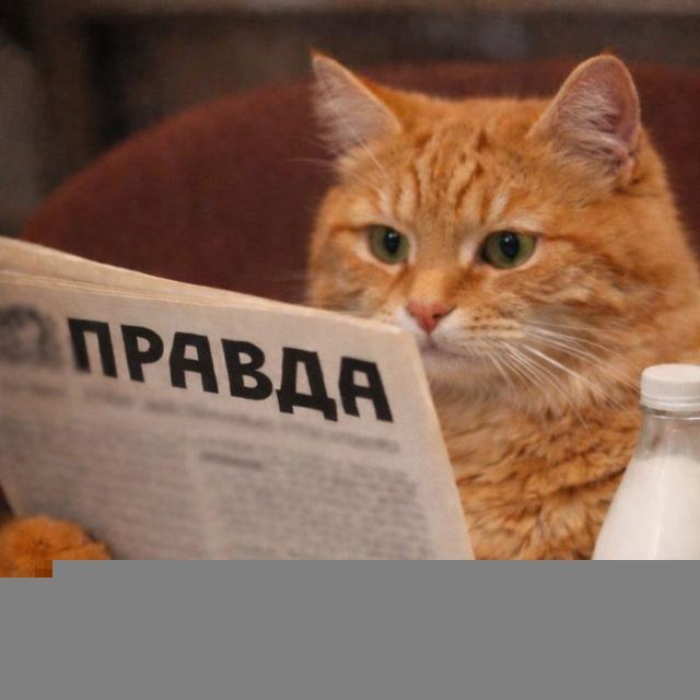 Правда и котики.