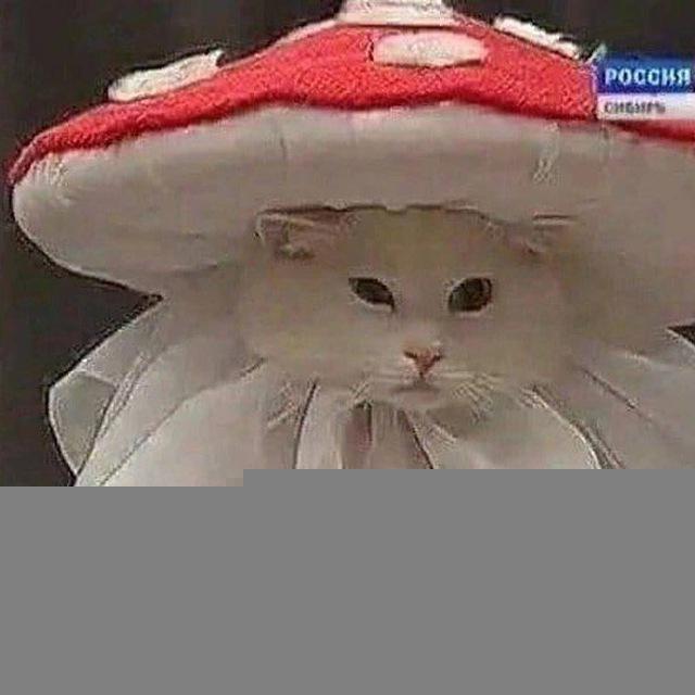°ೃ❀Львиный домೃ๑•