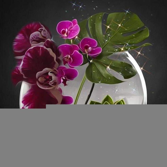 orchidei_ekb /Орхидеи_ЕКБ