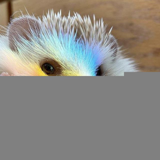 Ёжики | Hedgehogs