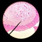 Mbbs VIVA Spotting Practical histology clinics