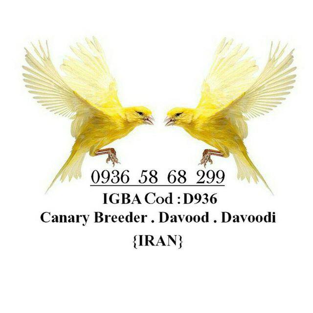 Canary Davoodi