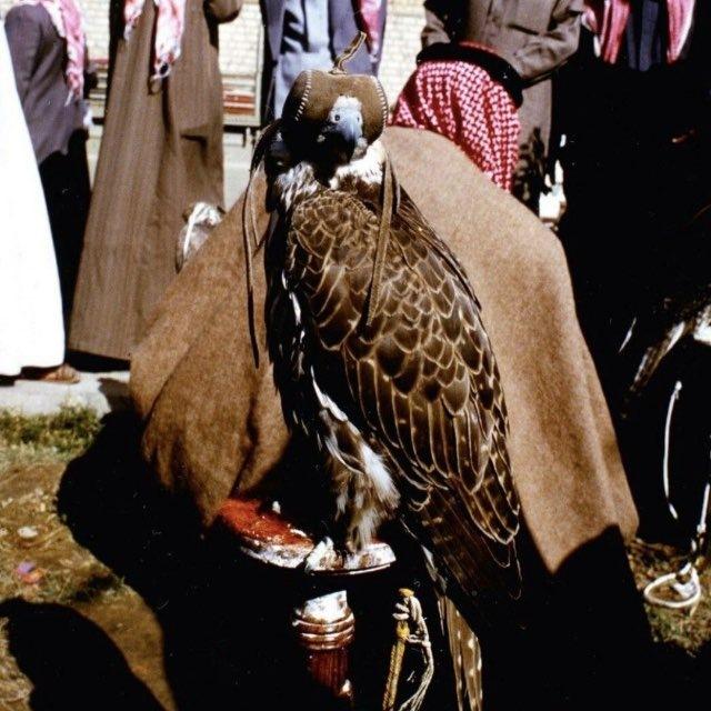 نوُب 🇸🇦
