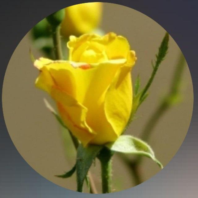 🌼رز وحشی🌼