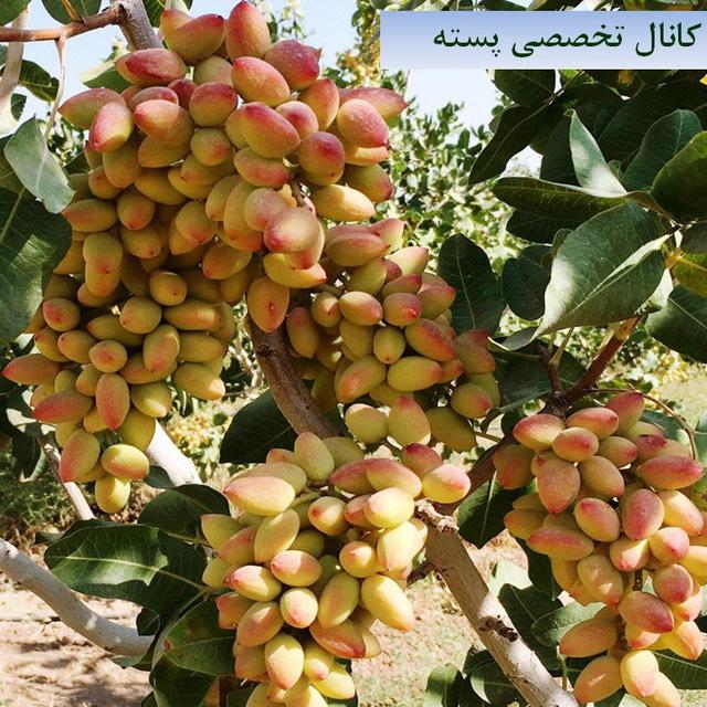 کانال تخصصی پسته