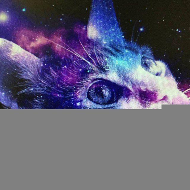 The cat's life