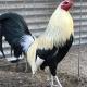Betillo peleas de gallos