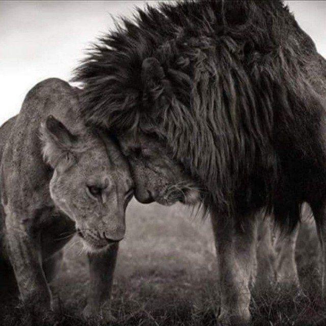 Nina's Truth 💛🦁💛