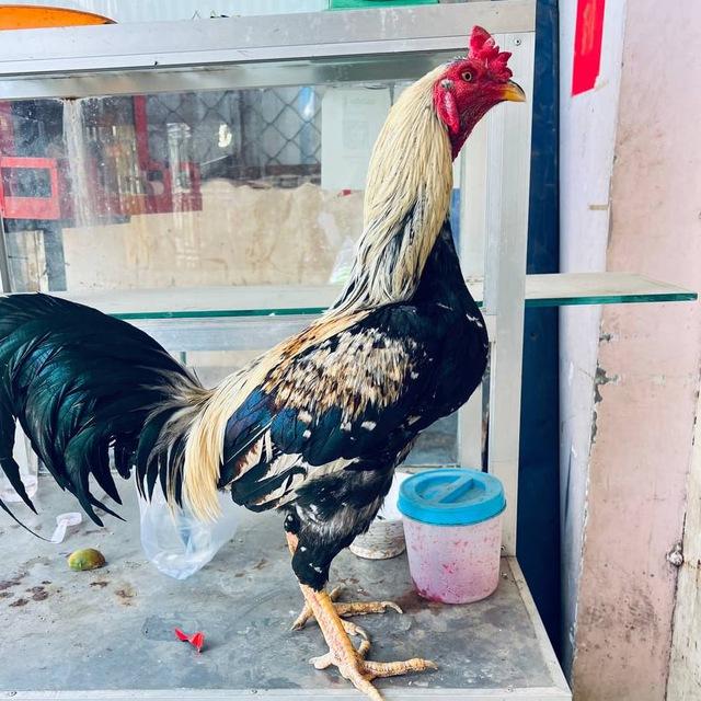 កសិដ្ឋានលក់មាន់ជល់88M