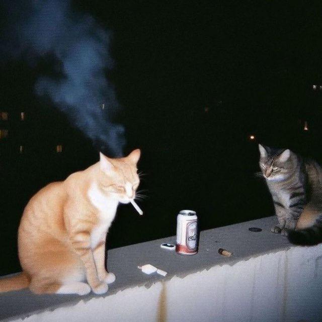 Yo!