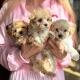 Maltese_Maltipoo_Puppies