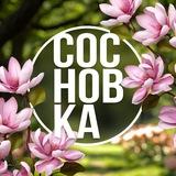 🌿 Институт СосновКа