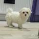 Maltese Puppies For Sale In UK, Sweden, Switzerland, Iceland, Norway, Czech Republic, Croatia, Denmark, Spain, Italy, Germany