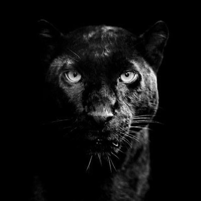 Panther 🐈‍⬛