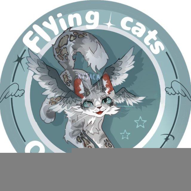 —Квадробика «Flying cats»⚓️