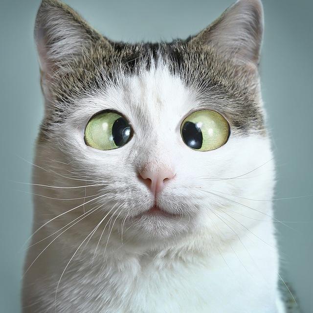 Miao Project Update Notes