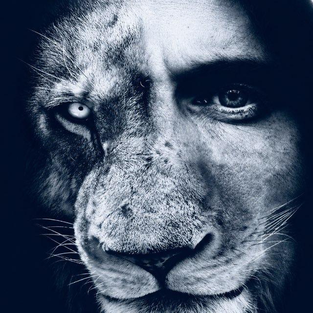 LION Media