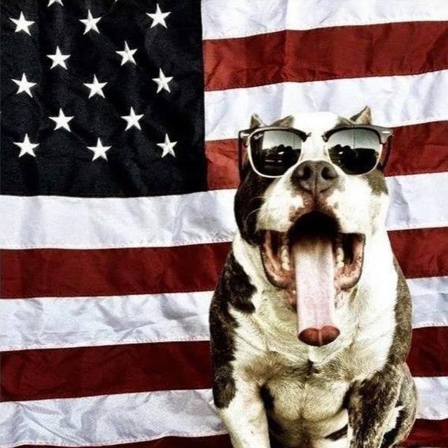 The WatchDog