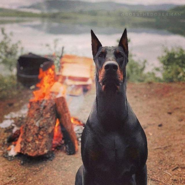 Doberman😻🐶