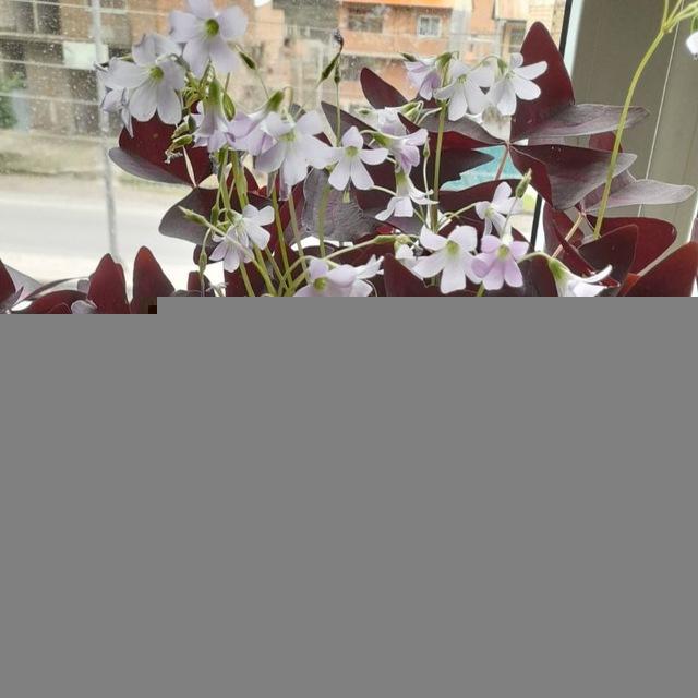 سه گانی های امیرحسین بهمنی