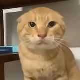 轰炸官方频道