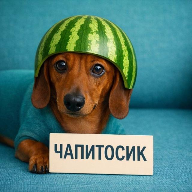 Блог чапитосикbo$$