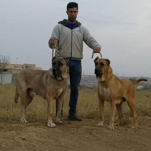 كانال سگ هاي جنگي،