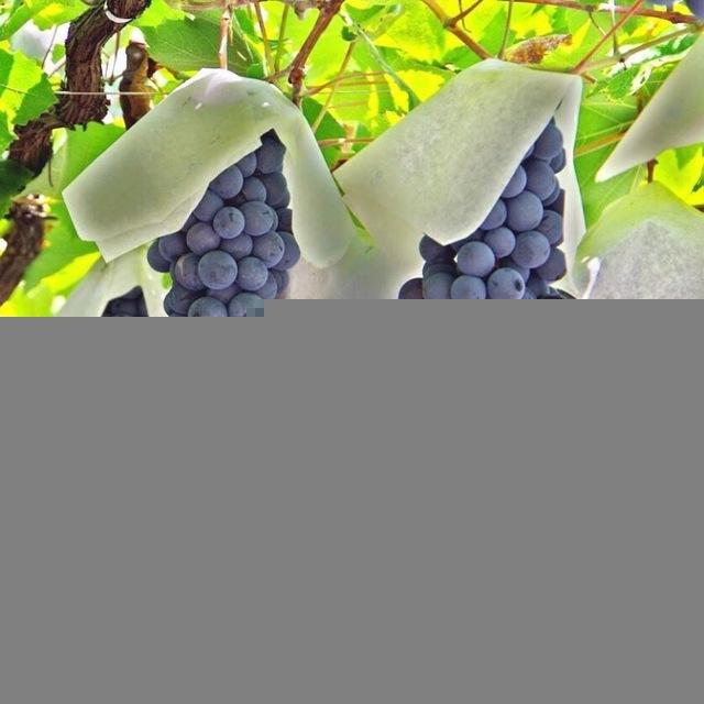 Uzum Asia 🍇